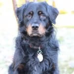 Pebblebee bluetooth kæledyrs finder