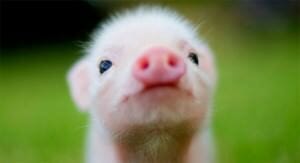 Lille gris - vind mindfulness app